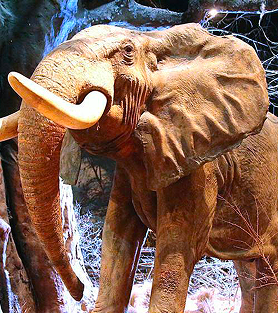 Anniston Museum of Natural History